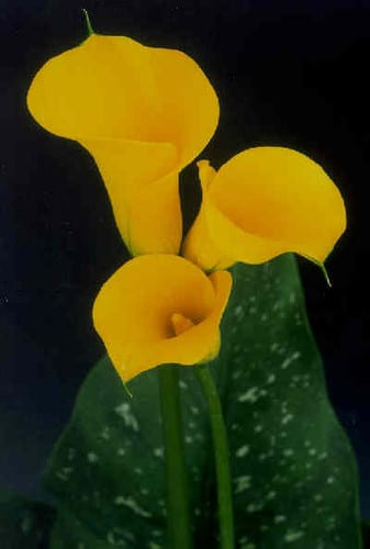 Callas BestGold holl