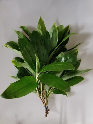 TI tips evergreen