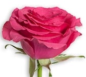 Rose Poison 50cm rfi