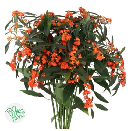 Euphorbia Fulgens Orange holl