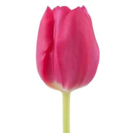 Tulip Fushia holl
