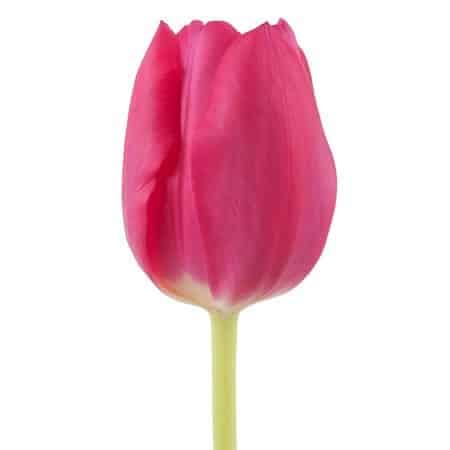 13c221e9-94c6-49eb-befa-64df4bd50abb.jpg Tulip Fushia holl - Image 1