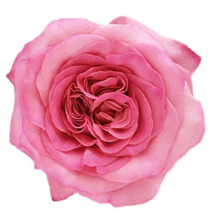 Garden Rose Mayra Hot Pk fresc