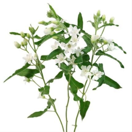 Tweedia White israel