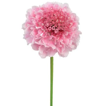 Scabiosa Pink israel