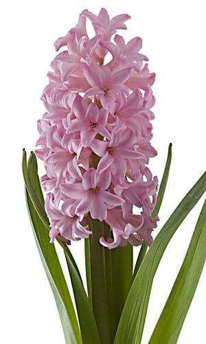 Hyacinth Annabell holl