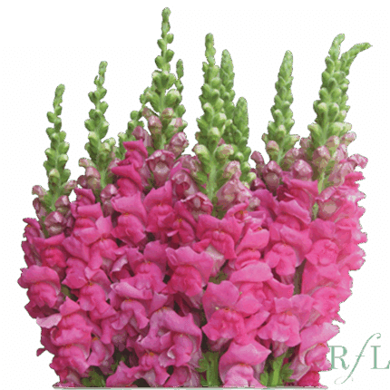 Snapdragon Lg. CherryRose can.