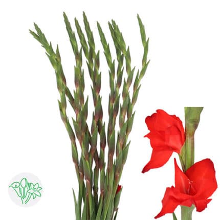 Glad Red holl