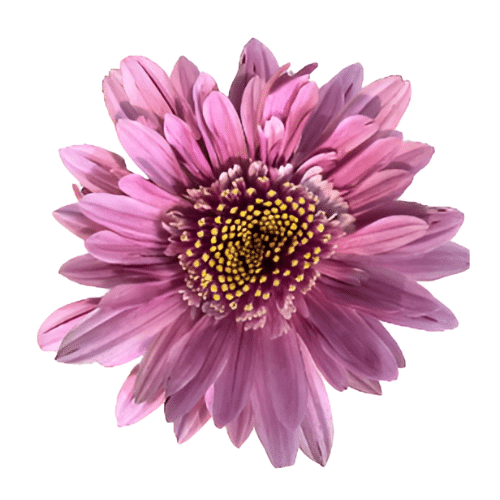 14348b10-bf4b-4fbf-b785-e7e1f974ad0b.png Mum Cremon Serenity Pink galle - Image 1