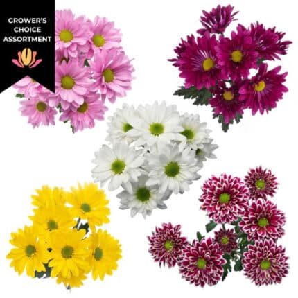 Pom Daisy Asst(12pack)bmark