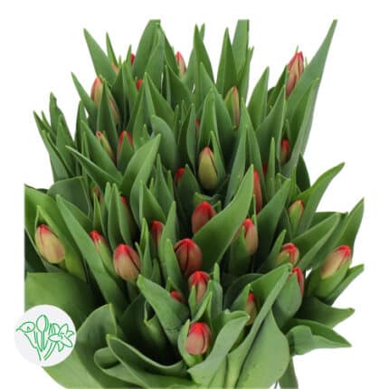 Tulip Rescue holl