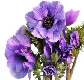 Anemonie Lavender japan
