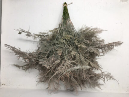 Asparagus Feather Apricot holl