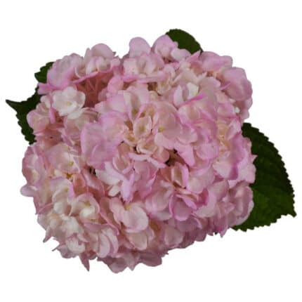Hydrangea Pink holex(STEM)