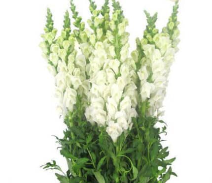 Snapdragons White maple can