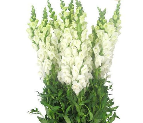 147fe2a4-1a54-464e-a2c8-2e1755999229.jpg Snapdragons White maple can - Image 1