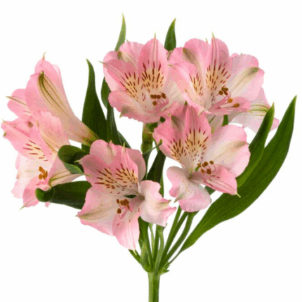 Alstro Pink golden supsel