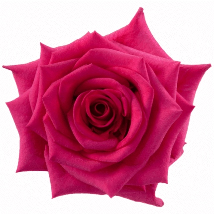 Rose Topaz 50cm rpirma