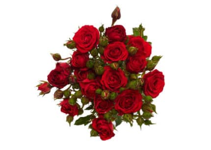 RoseSpray RedMikado 50cm trilo