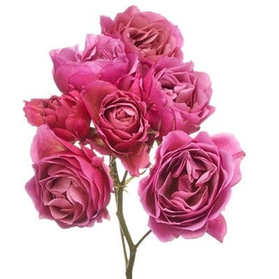 RoseSpray Aoi rprima