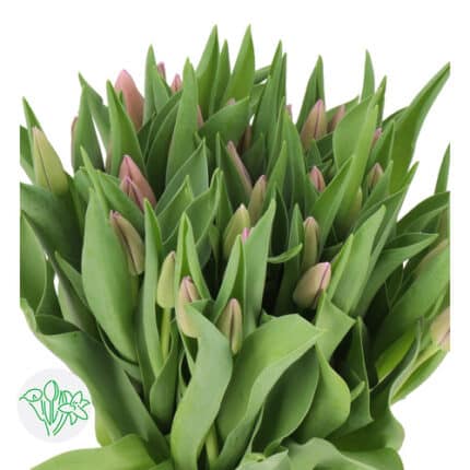 Tulip Fresh Start holl