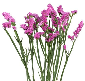 Statice Tissue Pink bella