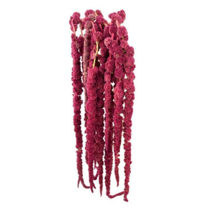 Amaranthus Red Hanging  80cm toscana