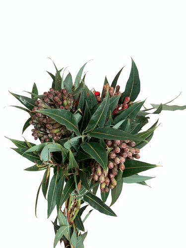 Eucalyptus Pod bell regional