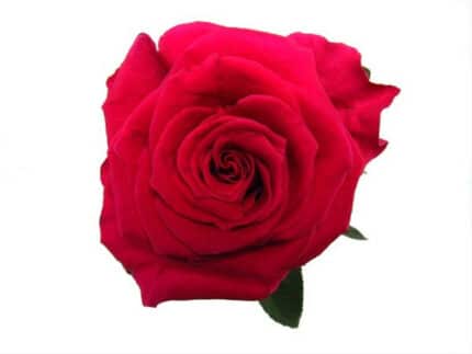 Rose Gotcha 50cm rfi