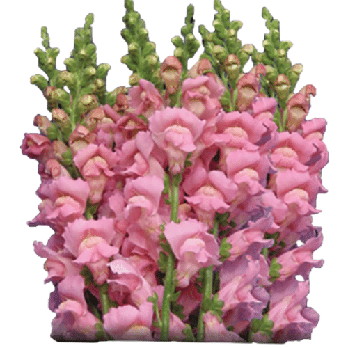 14e0c765-de88-43c9-9d1d-0ebd0256d809.png Snap Lg. Lt. Pink UFD - Image 1