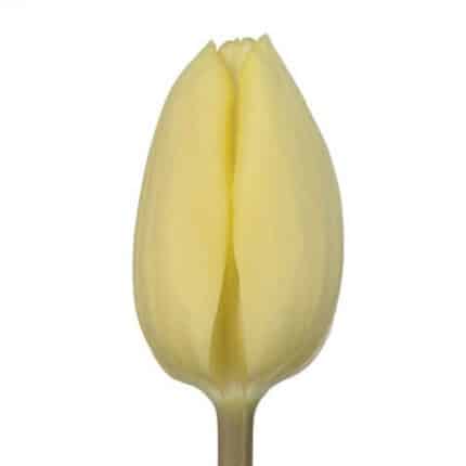 Tulip Creme v.d.
