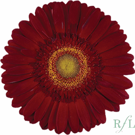Gerber Irene canada