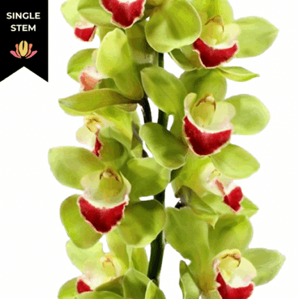 Cymbidium Top Spot holl(STEM)