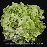 Hydro holl emerald green