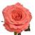 Rose Superstition 70cm rprima(