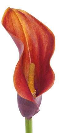 Calla Mango fresca