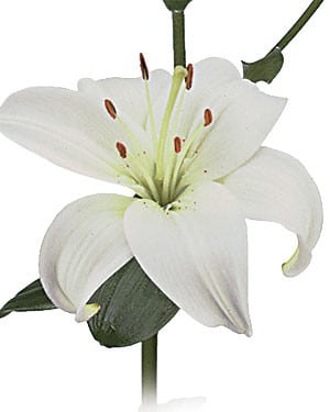 Lily Zambesi holl(white)