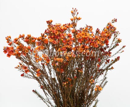 Waxflower Orange cont fl