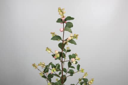 Snowberries Green s.v.