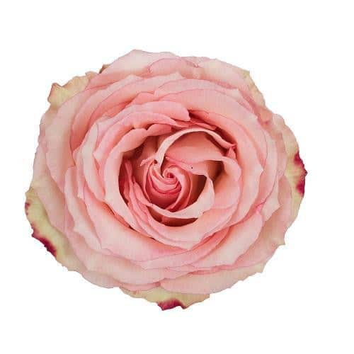 154a8220-7e4b-4b97-93bb-0f5b788f77b8.jpg Rose Esperance 70cm ecuanros - Image 1