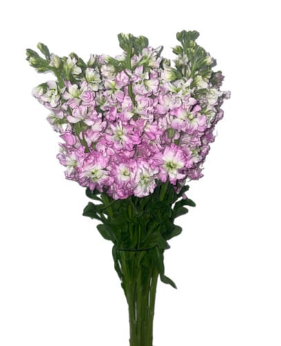 Stock Sakata Pink trilogy