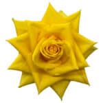 Rose Impact Yellow 40cm tessa - Image 2