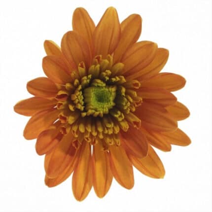 Pom Daisy Bradford rio