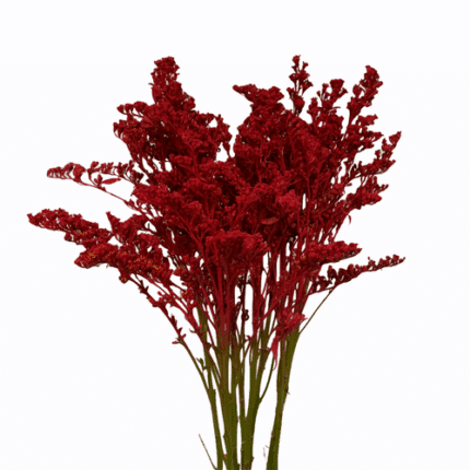 Solidago Ruby Red misty