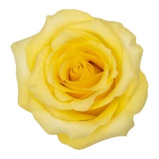 Rose Cancun 60cm holex
