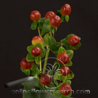 Hypericum coco grande misty