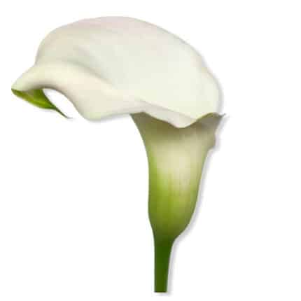 Calla Crystal Blush sande