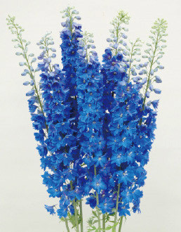 DelphHybrid DkBlue hend(5)