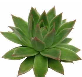 Succelent Mini Agavoide holl(S