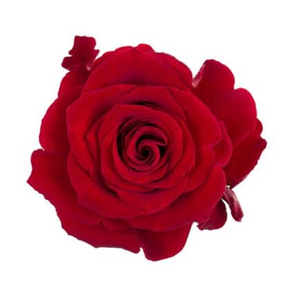 Rose Fortune 70cm rprima